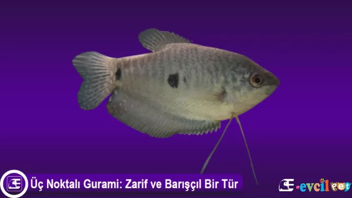 Üç Noktalı Gurami: Akvaryumunuza Zarif ve Barışçıl Bir Tür