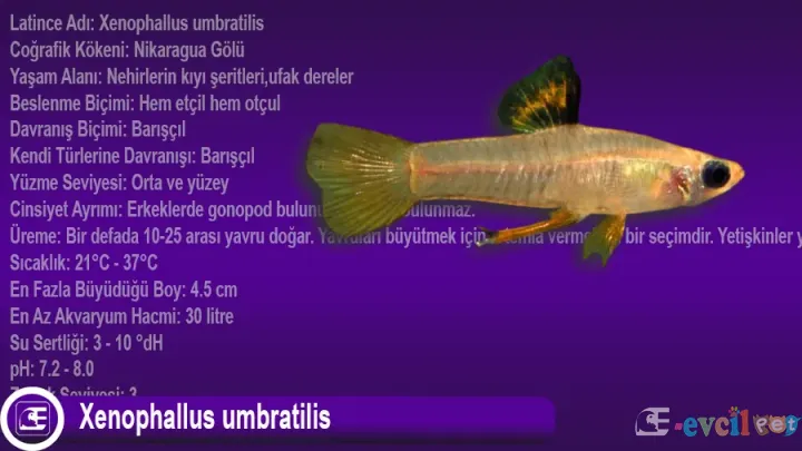 Xenophallus umbratilis