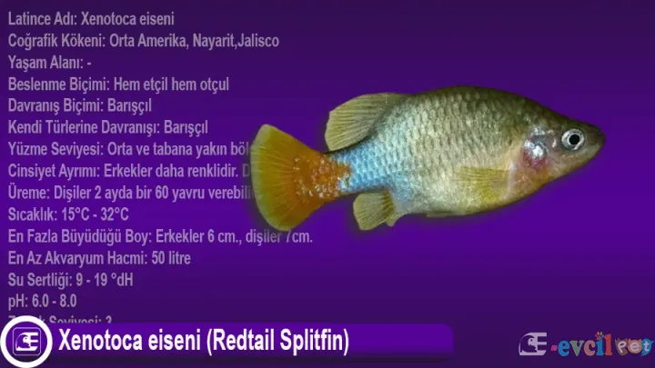 Xenotoca eiseni (Redtail Splitfin)