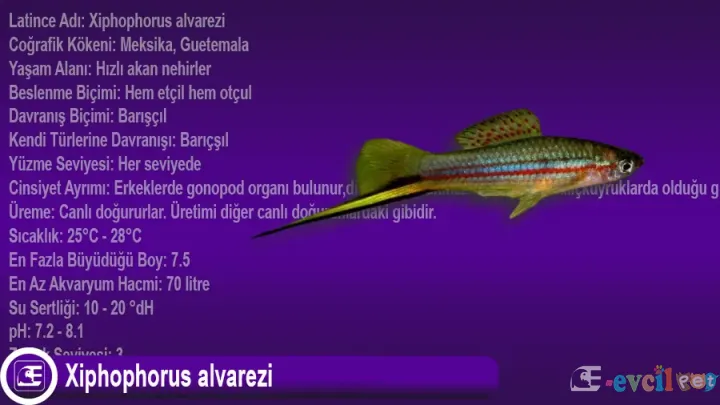 Xiphophorus alvarezi
