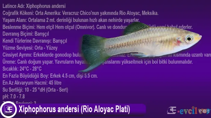 Xiphophorus andersi (Rio Aloyac Plati)