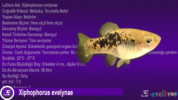 Xiphophorus evelynae