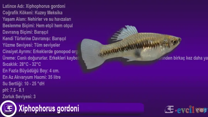 Xiphophorus gordoni