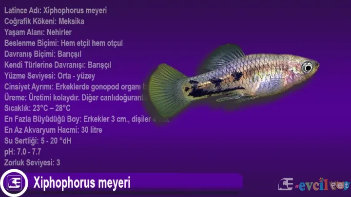 Xiphophorus meyeri