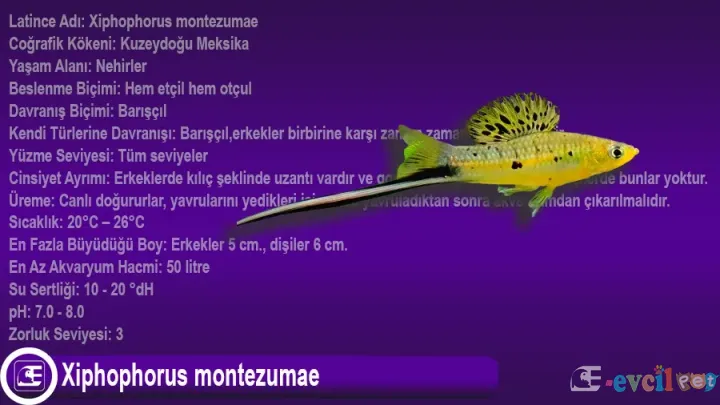 Xiphophorus montezumae