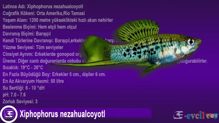 Xiphophorus nezahualcoyotl