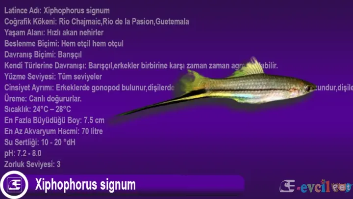 Xiphophorus signum