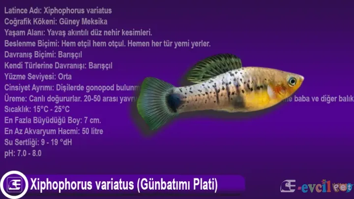 Xiphophorus variatus (Günbatımı Plati)