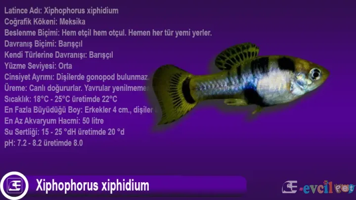 Xiphophorus xiphidium