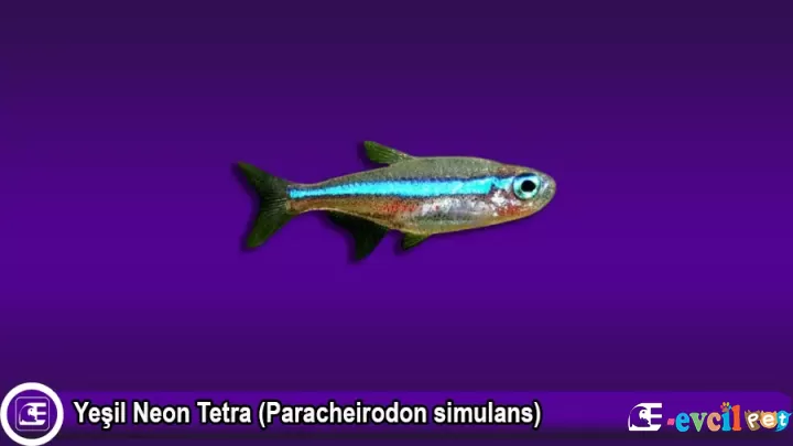 Yeşil Neon Tetra