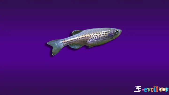Zebra Danio