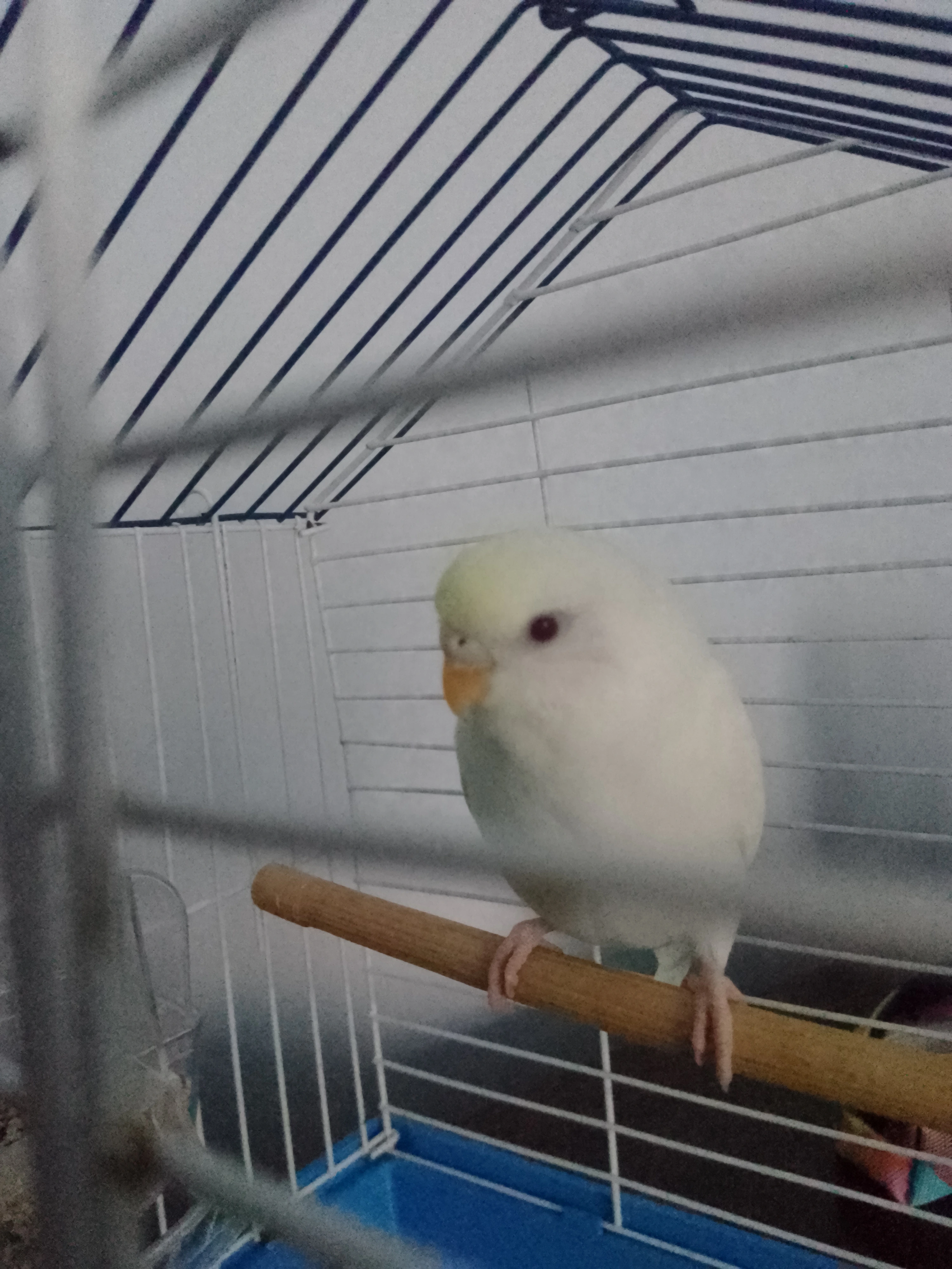 Sultan