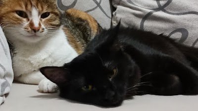 Ankara Kedi Pansiyonu