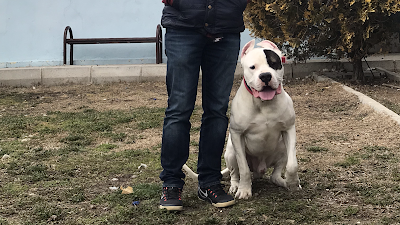 Active Kennel Köpek Eğitim Psikoloji Merkezi-Suit Odalı Pet Otel