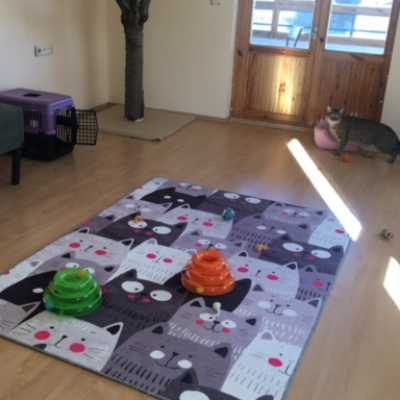 Green Cathouse Kedi Oteli