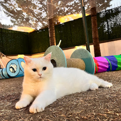 Bastet Kedi Oteli