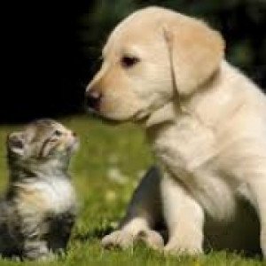 çontaroğulları veteriner kliniği