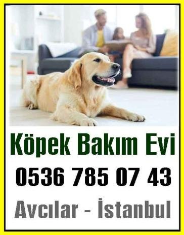 İSTANBUL KÖPEK PANSİYONU