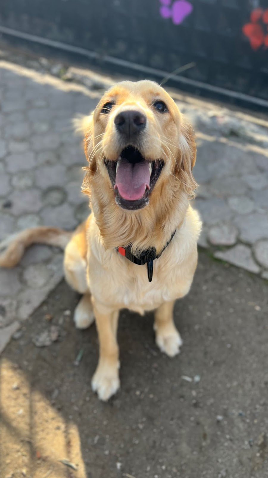 Köpek Eğitim Merkezi Denizli