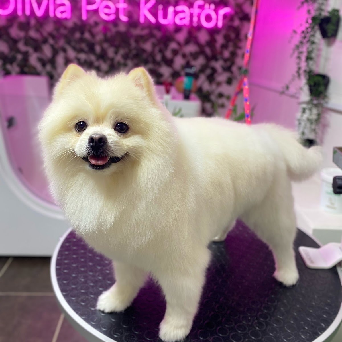 Ayvalık Olivia Pet Kuaför&Shop