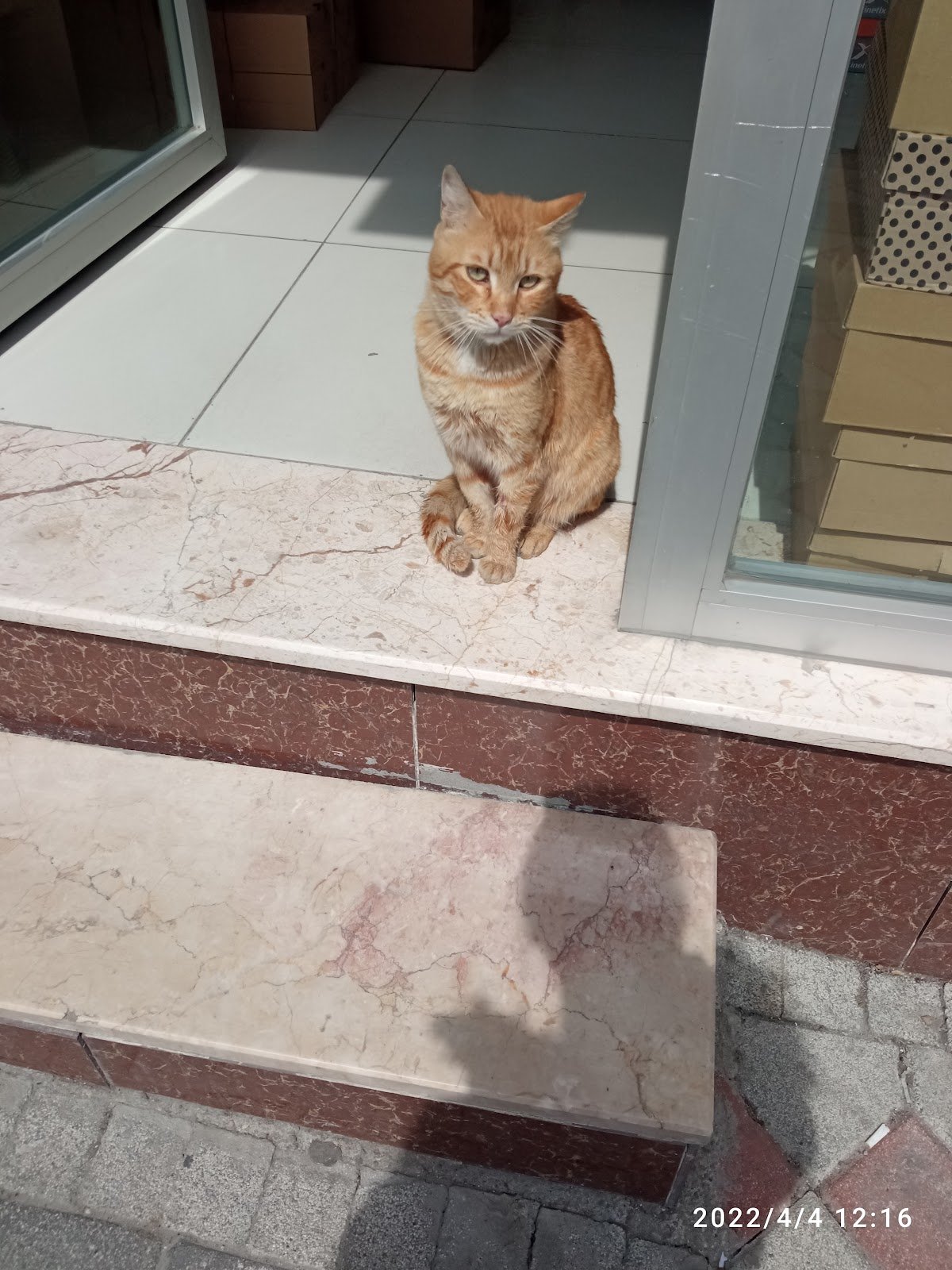 Sultangazi Belediyesi Sahipsiz Hayvan Geçici Bakımevi