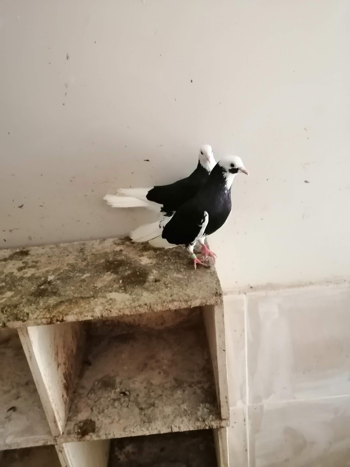 Pethane Veteriner Kliniği