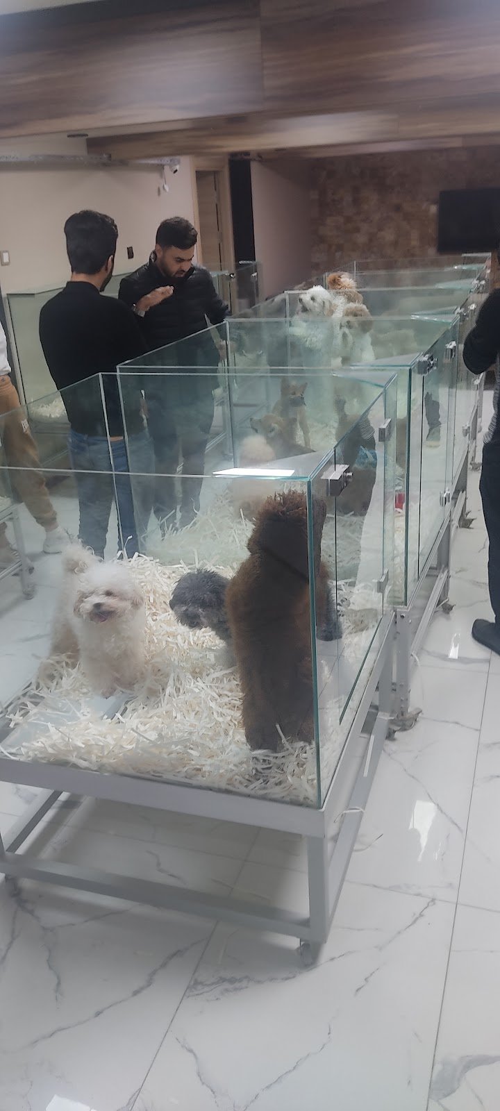 VOGUEPET