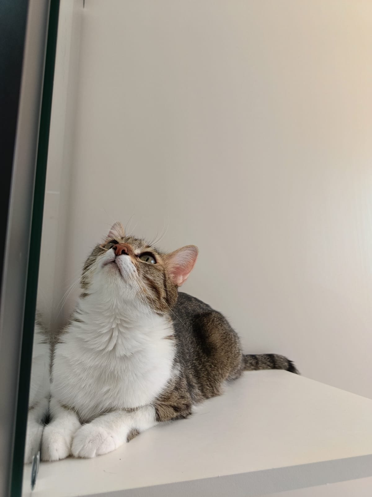 Felis Kedi Oteli Etimesgut