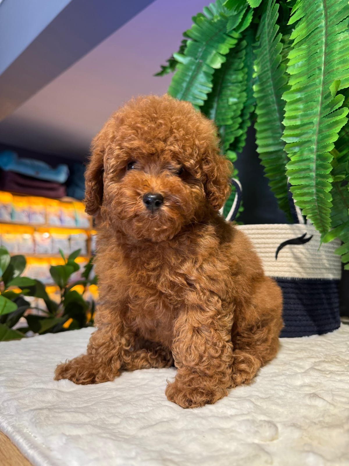 Ness Butik Köpek Evi & Pet Otel