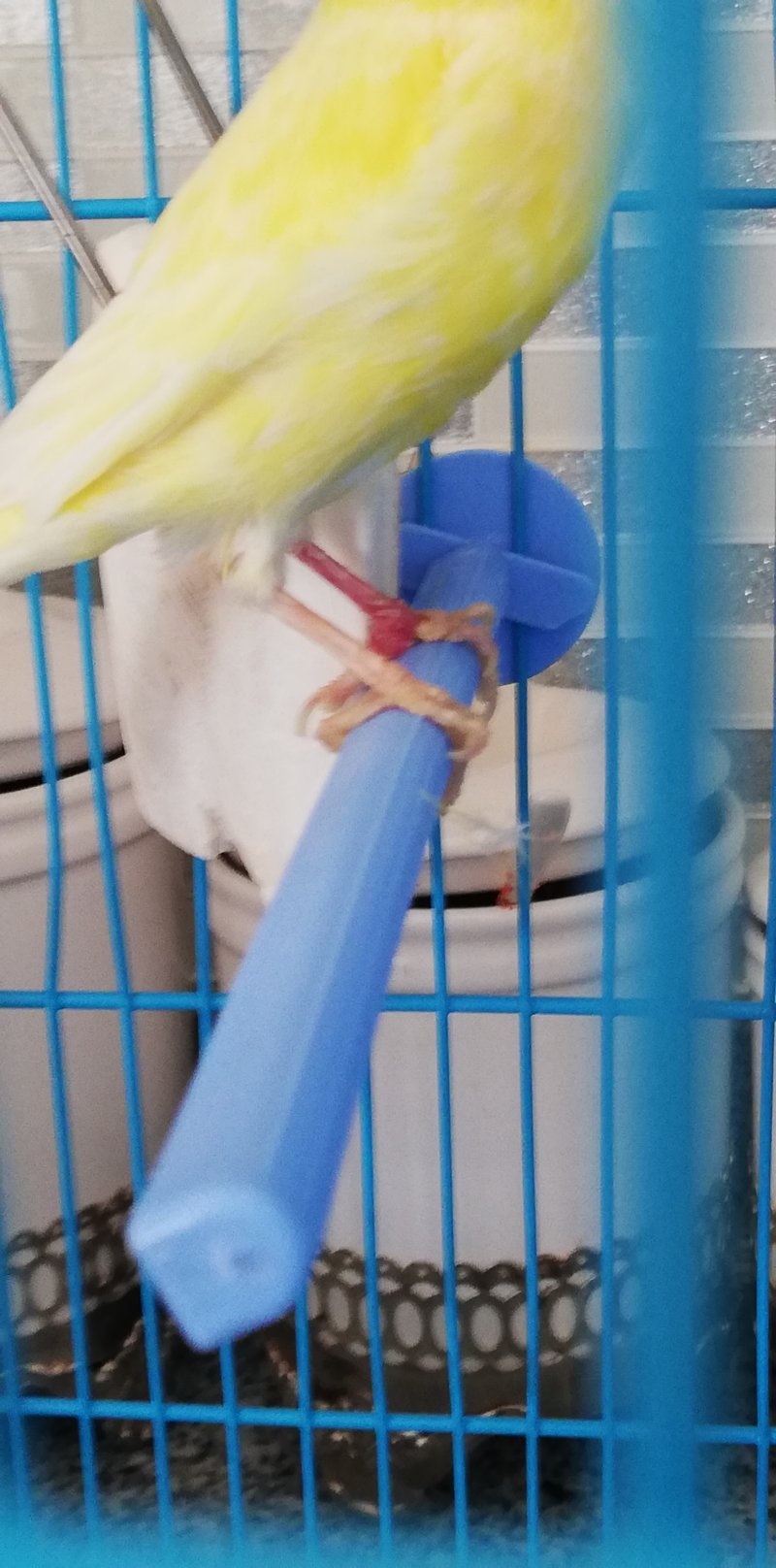 Kanaryamın sol ayağında şişlik ve kızarıklık var - e-Evcil.com Soru Cevap - Görsel 1