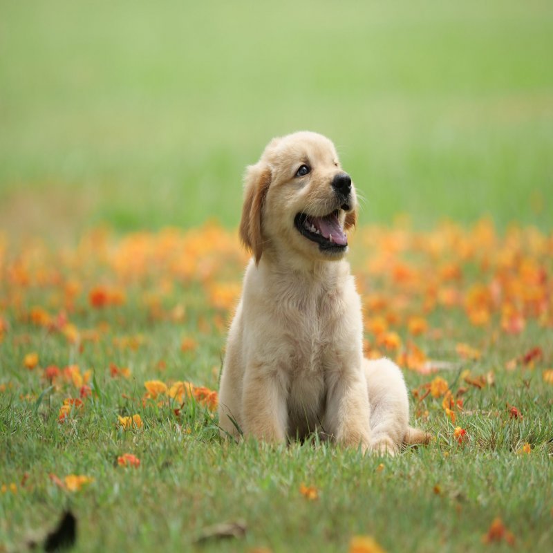 Sahibinden Satılık Köpek İlanları