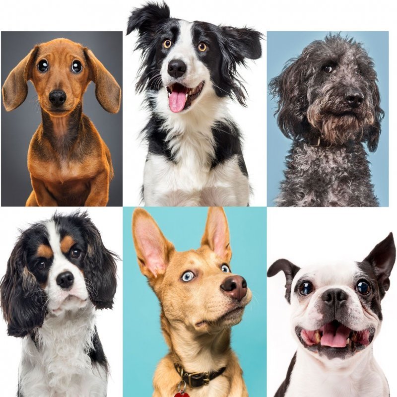 Sahibinden Satılık Köpek İlanları - e-Evcil.com Soru Cevap - Görsel 2