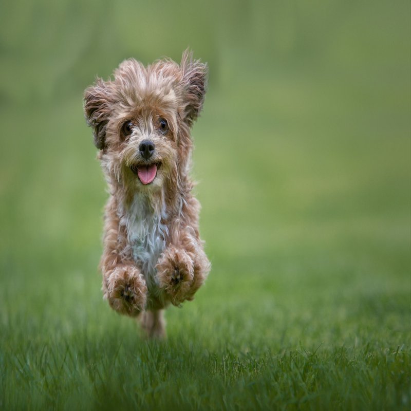 Sahibinden Satılık Köpek İlanları - e-Evcil.com Soru Cevap - Görsel 3