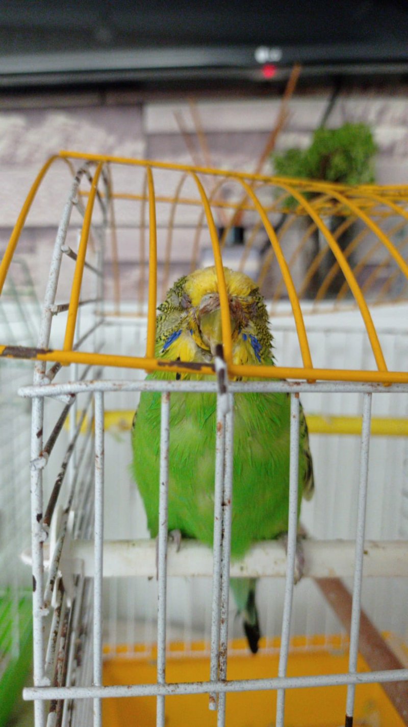 Hasta olmuş - e-Evcil.com Soru Cevap - Görsel 1