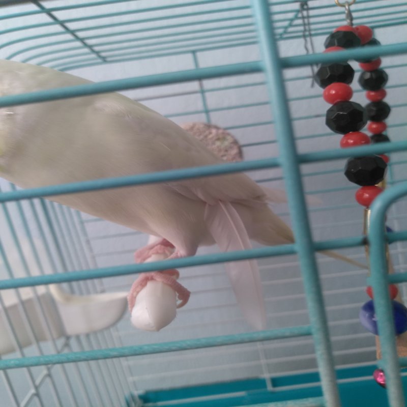 Kuşumun üstünde ki kanat tüyü kanadı  ama bir türlü dökülmüyor - e-Evcil.com Soru Cevap - Görsel 1