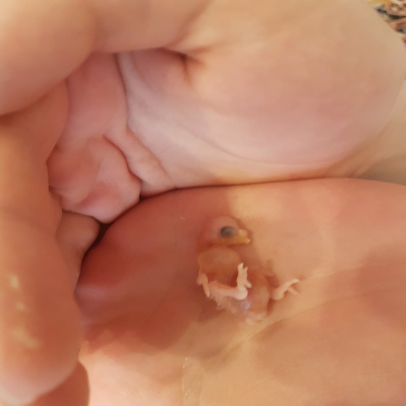 Muhabbet Kuşu Yavru - e-Evcil.com Soru Cevap - Görsel 1