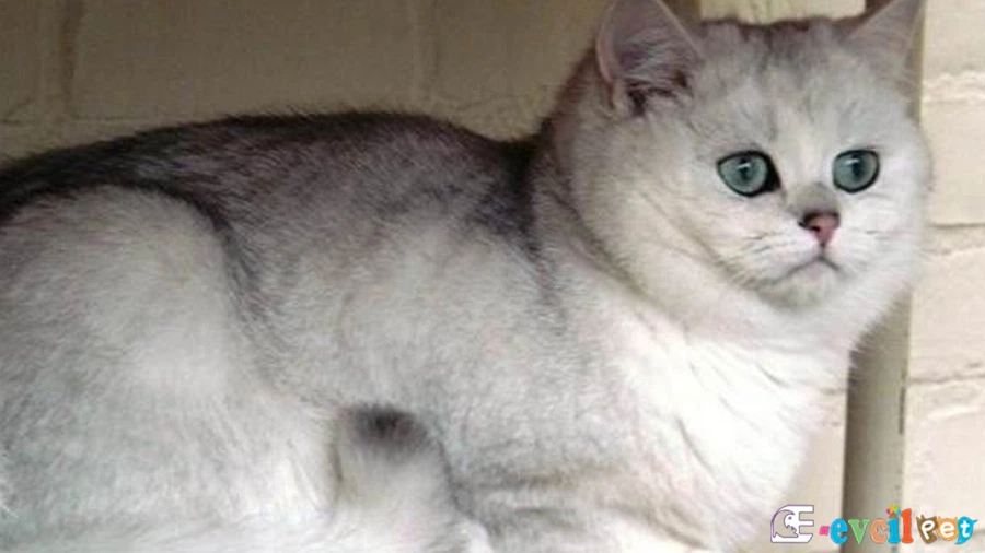 Scottish Straight Genetik Sağlık Sorunları