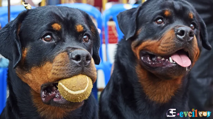 Rottweiler Sağlık Sorunları Hastalıkları
