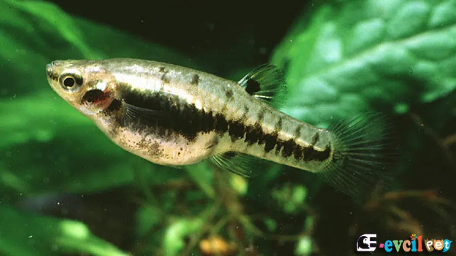 Heterandria formosa Cüca Canlı Doğuran Bitkili