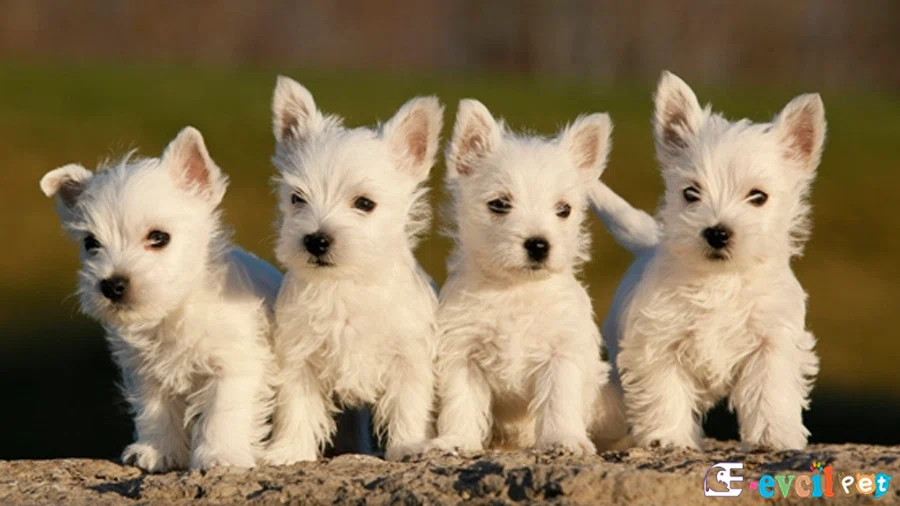 West Highland White Terrier West Highland White Terrier Temel Eğitimi ve Tuvalet Eğitimi