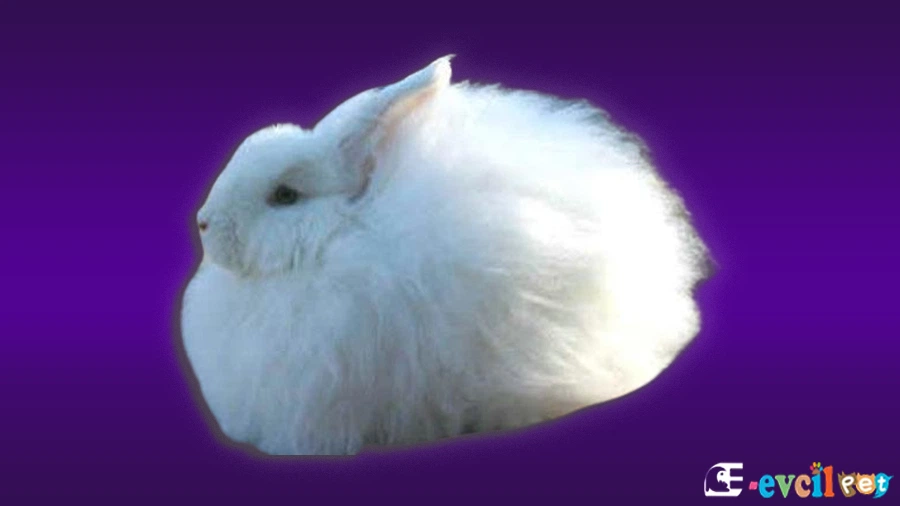 Ankara Tavşanı (Angora) Özellikleri