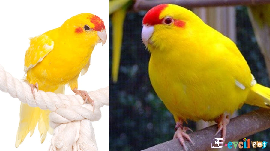 Kakariki Papağanı (Cyanoramphus)