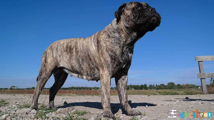 Bullmastiff Bullmastiff Temel Eğitimi ve Tuvalet Eğitimi