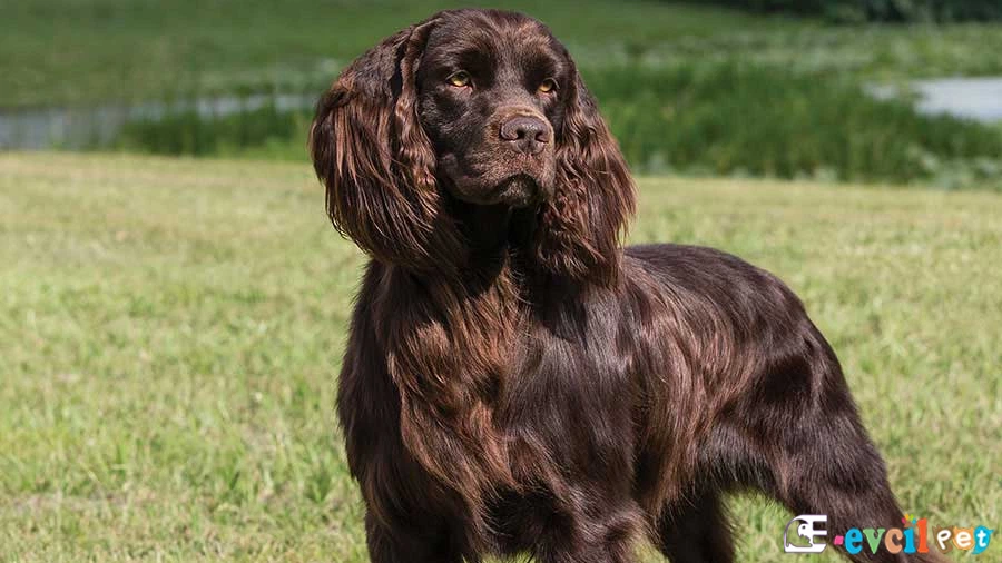 Boykin Spaniel Fiziksel Özellikleri