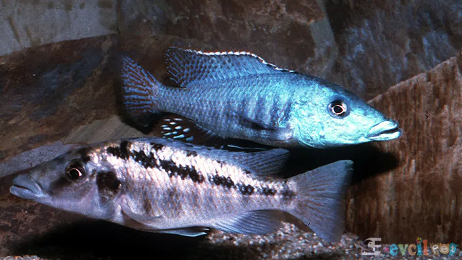 Lichnochromis acuticeps(Malawi Gar) Erkek ve Dişi