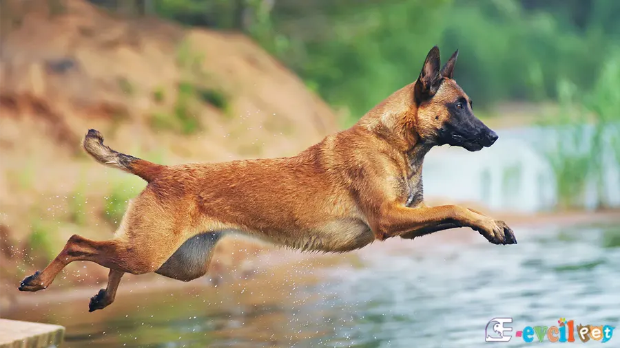 Belçika Malinois Karakter Özellikleri
