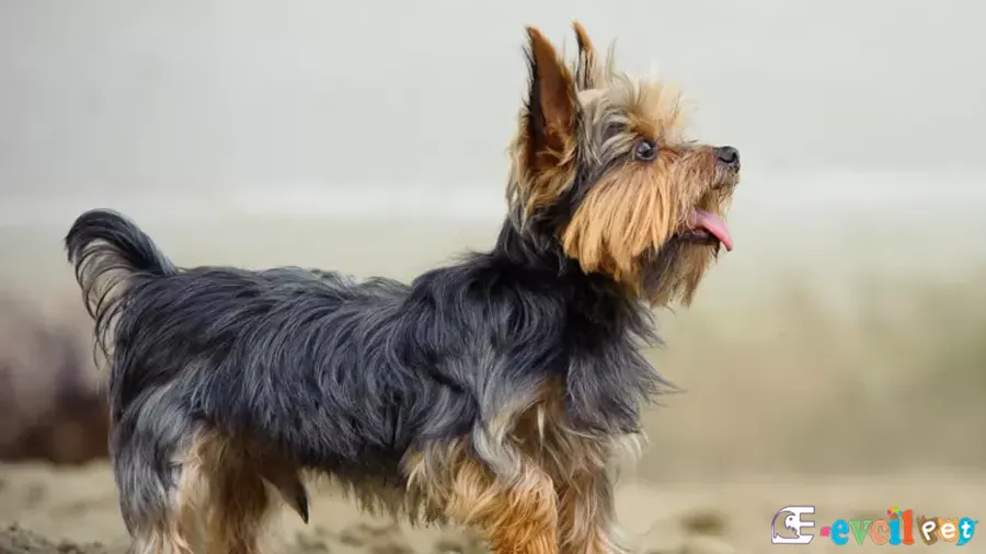 Yorkshire Terrier Sağlık Sorunları Hastalıkları