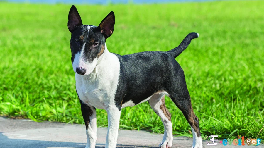 Bull Terrier Sağlık Sorunları Hastalıkları