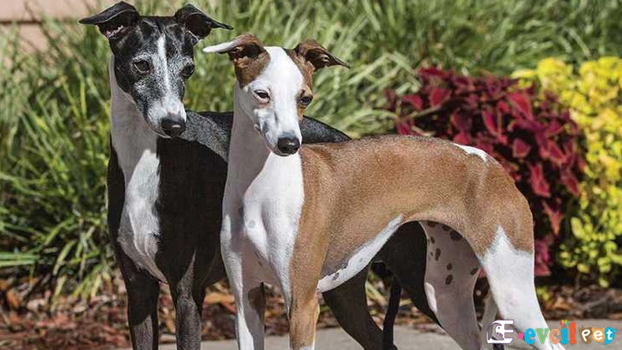 İtalyan Tazısı Temel Eğitimi ve Tuvalet Eğitimi