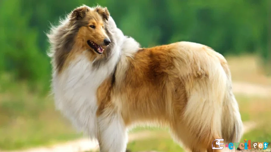 Uzun Tüylü Collie Fiziksel Özellikleri